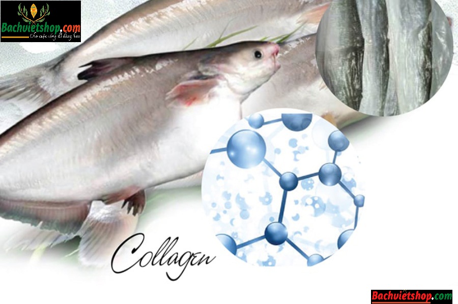 Bộ phận nào của cá được sử dụng để chiết xuất Collagen?