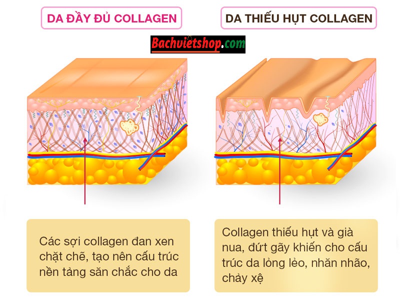 Collagen có công dụng gì?