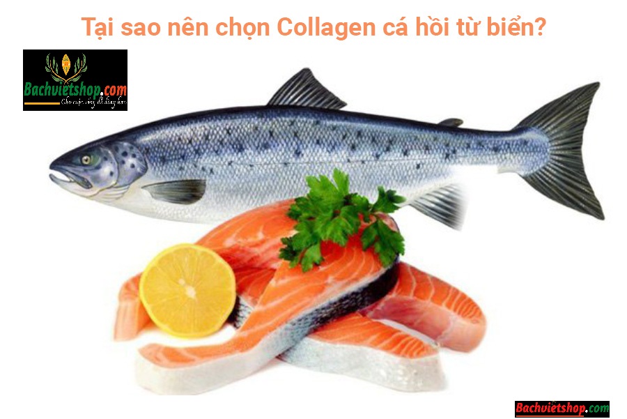 Tại Collagen chiết xuất từ cá được ưa chuộng?